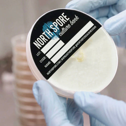 Bioluminescent Mushroom Plate Culture